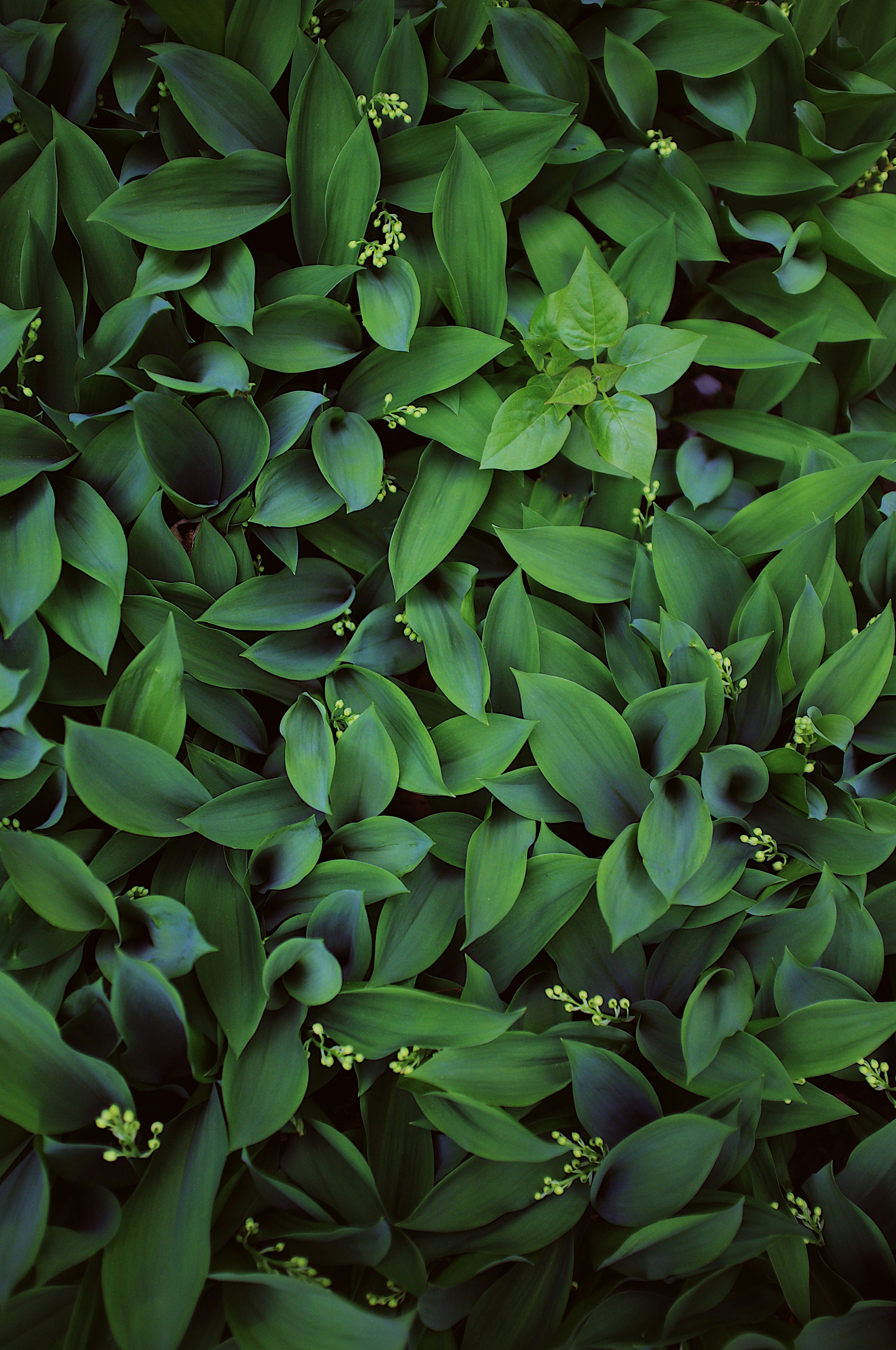 un primo piano di un mazzo di foglie verdi