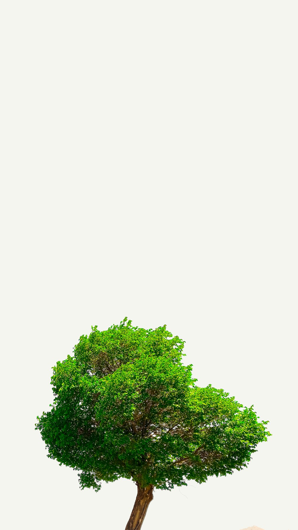 a small tree in the middle of a field