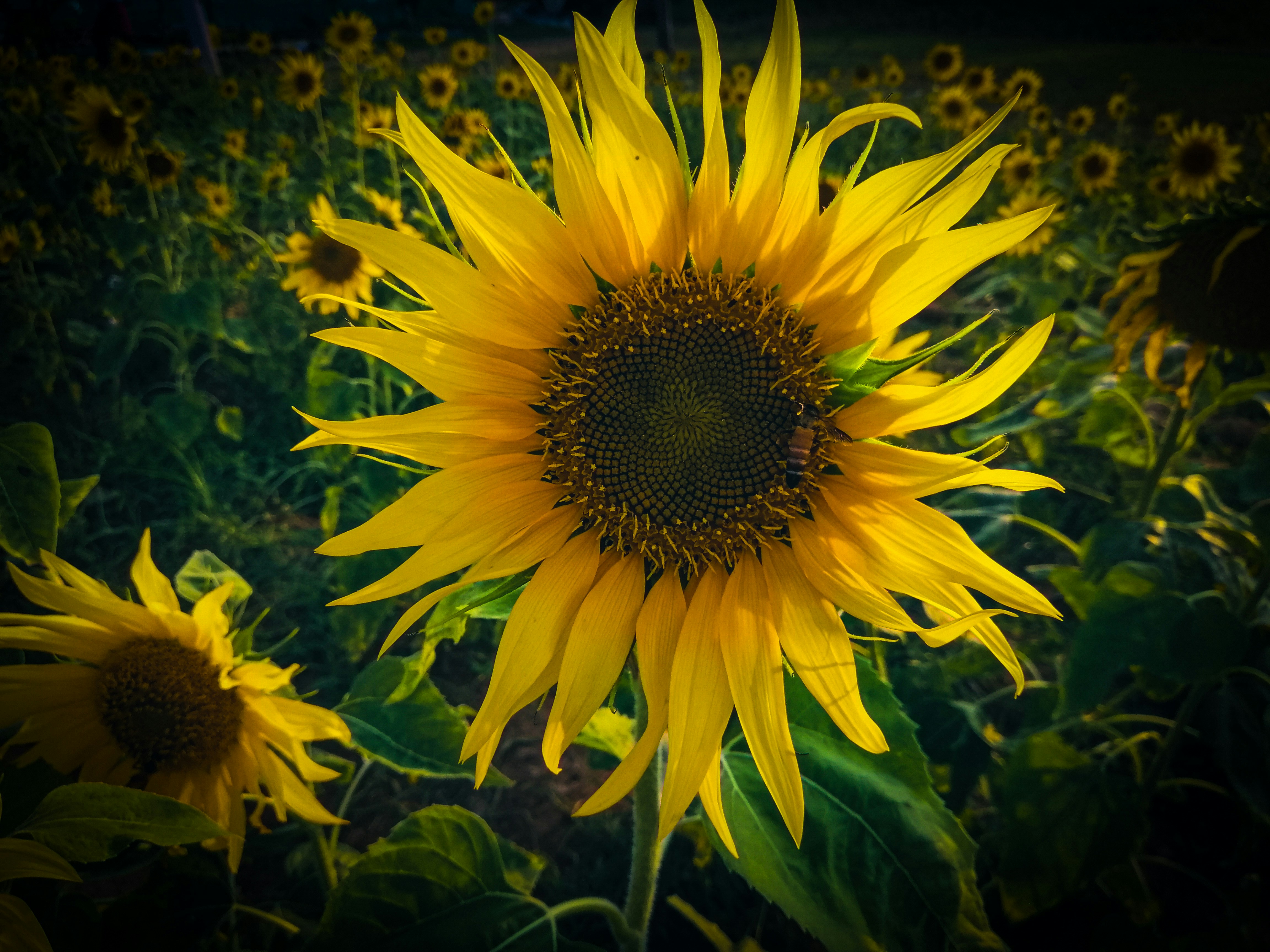 Photo by emmanual_jose