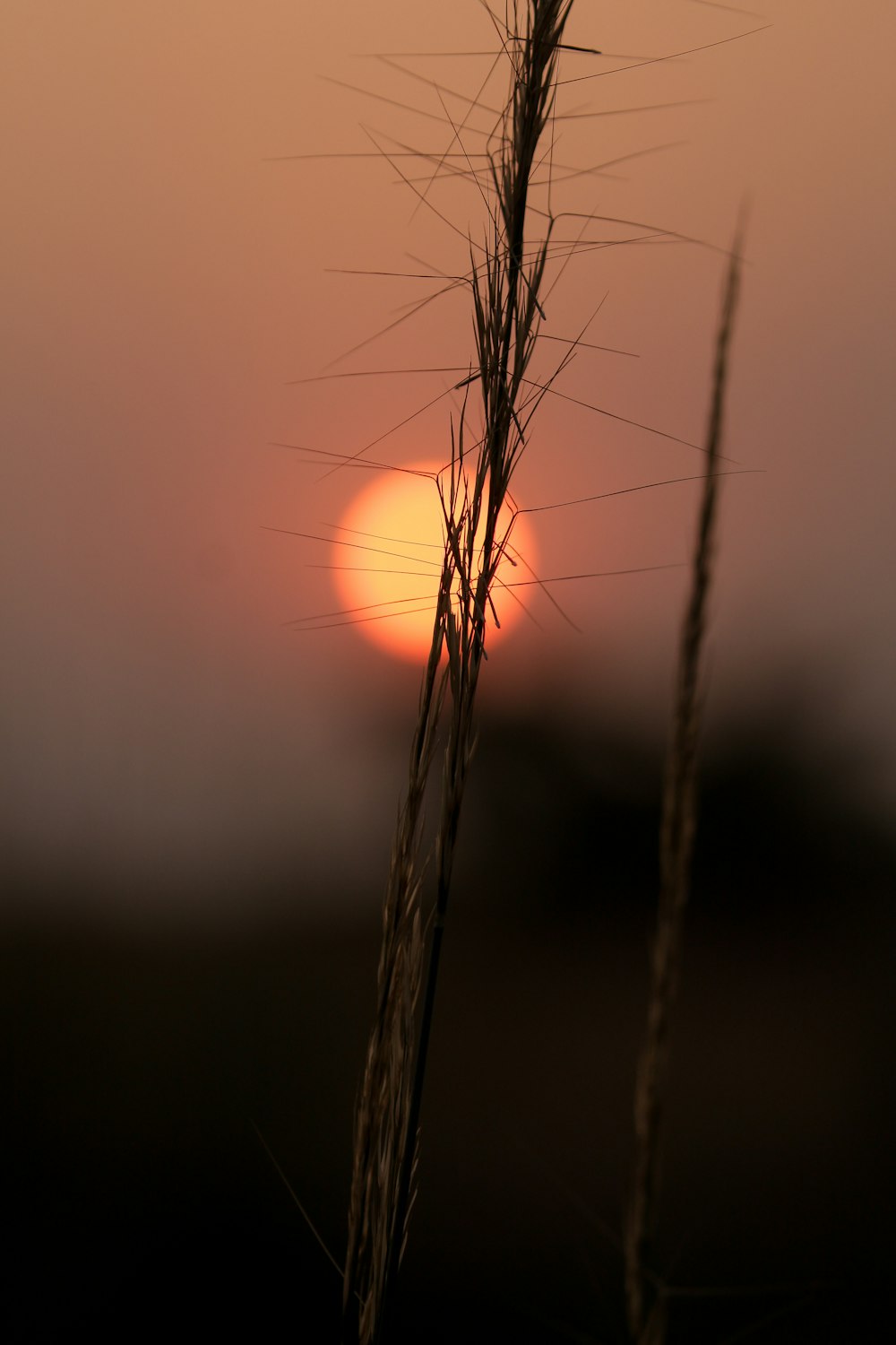 Gros plan d’une plante avec le soleil en arrière-plan