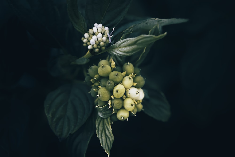 a close up of a bunch of flowers with leaves