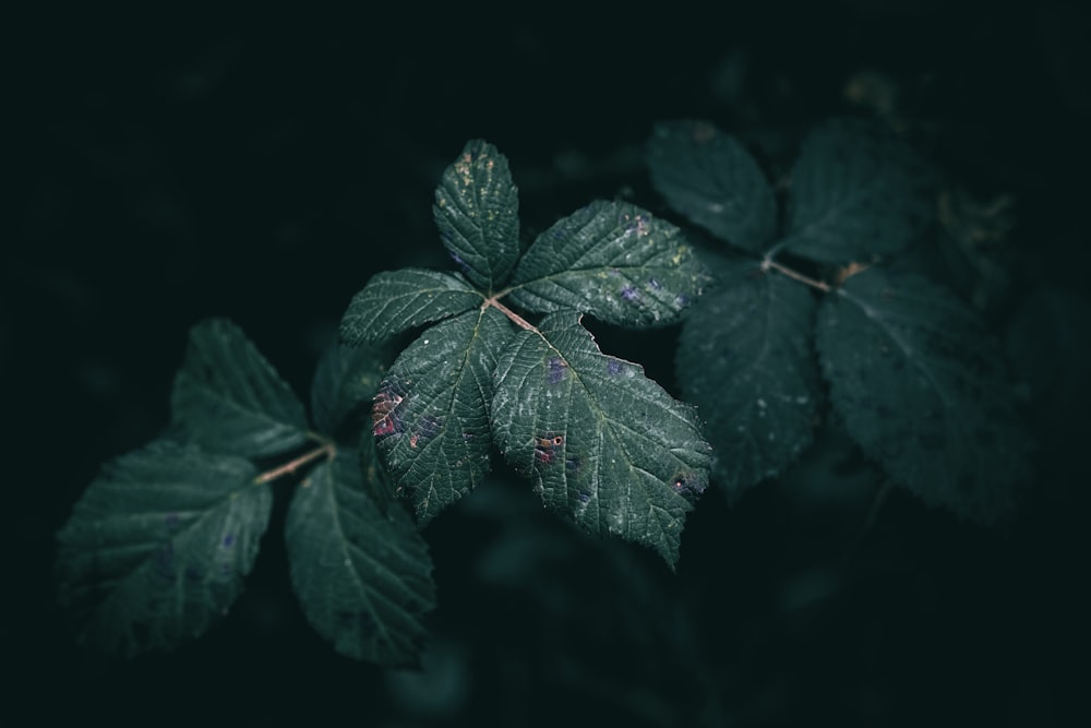 a close up of a leaf on a tree