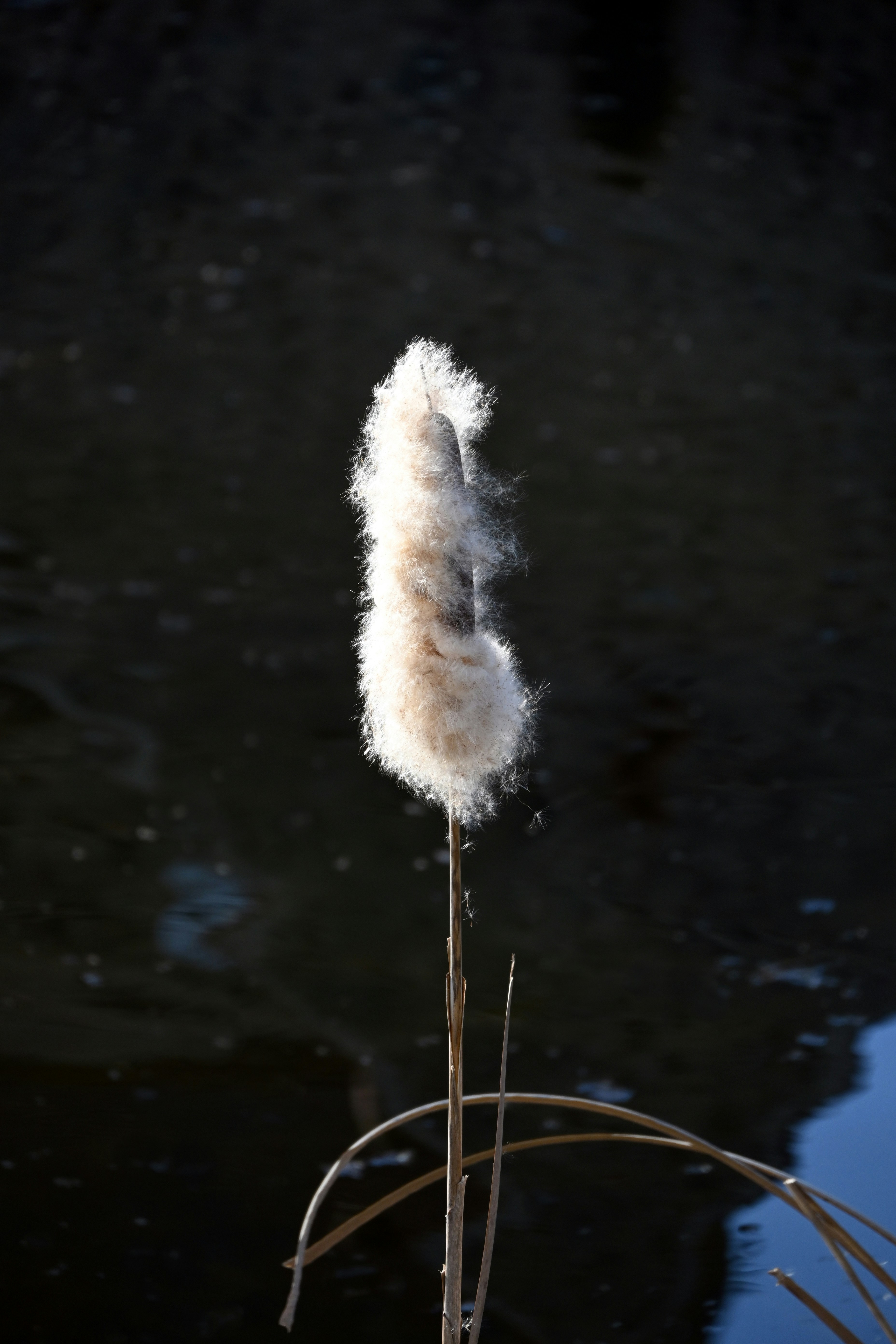 eine weiße Blume mit etwas Wasser im Hintergrund