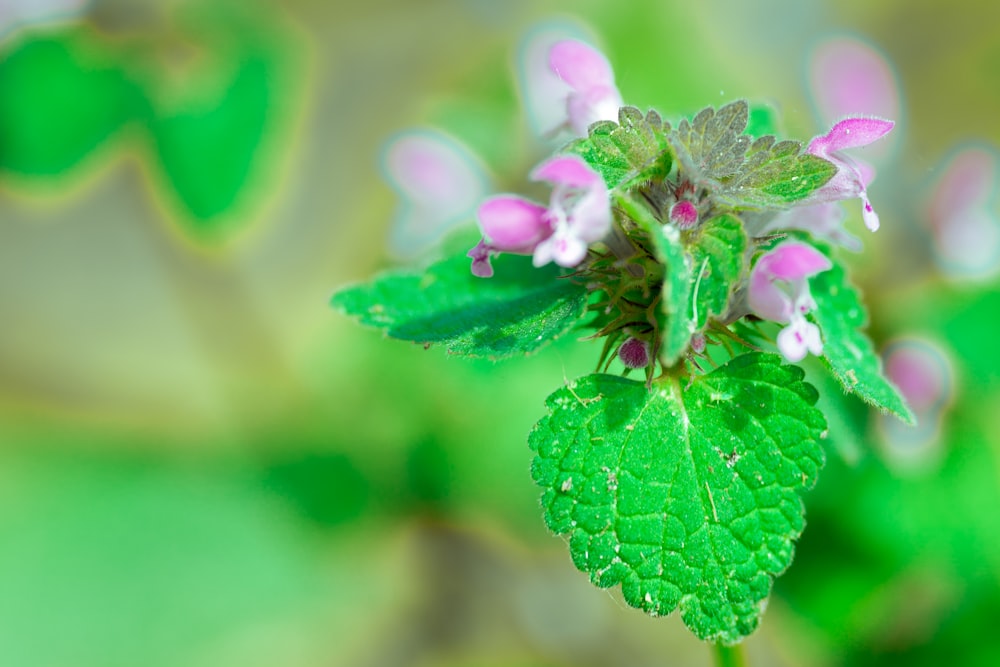 a close up of a green leaf with pink flowers