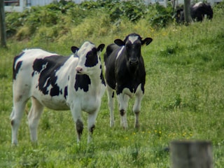a couple of cows standing on top of a grass covered field