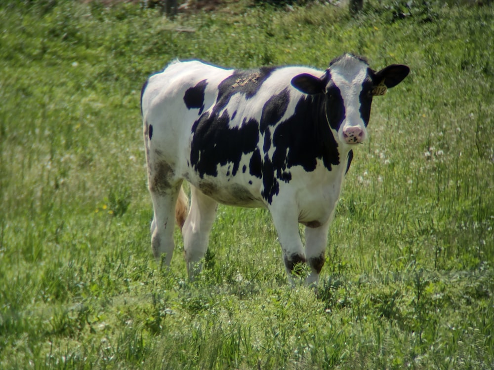 a black and white cow standing in a grassy field