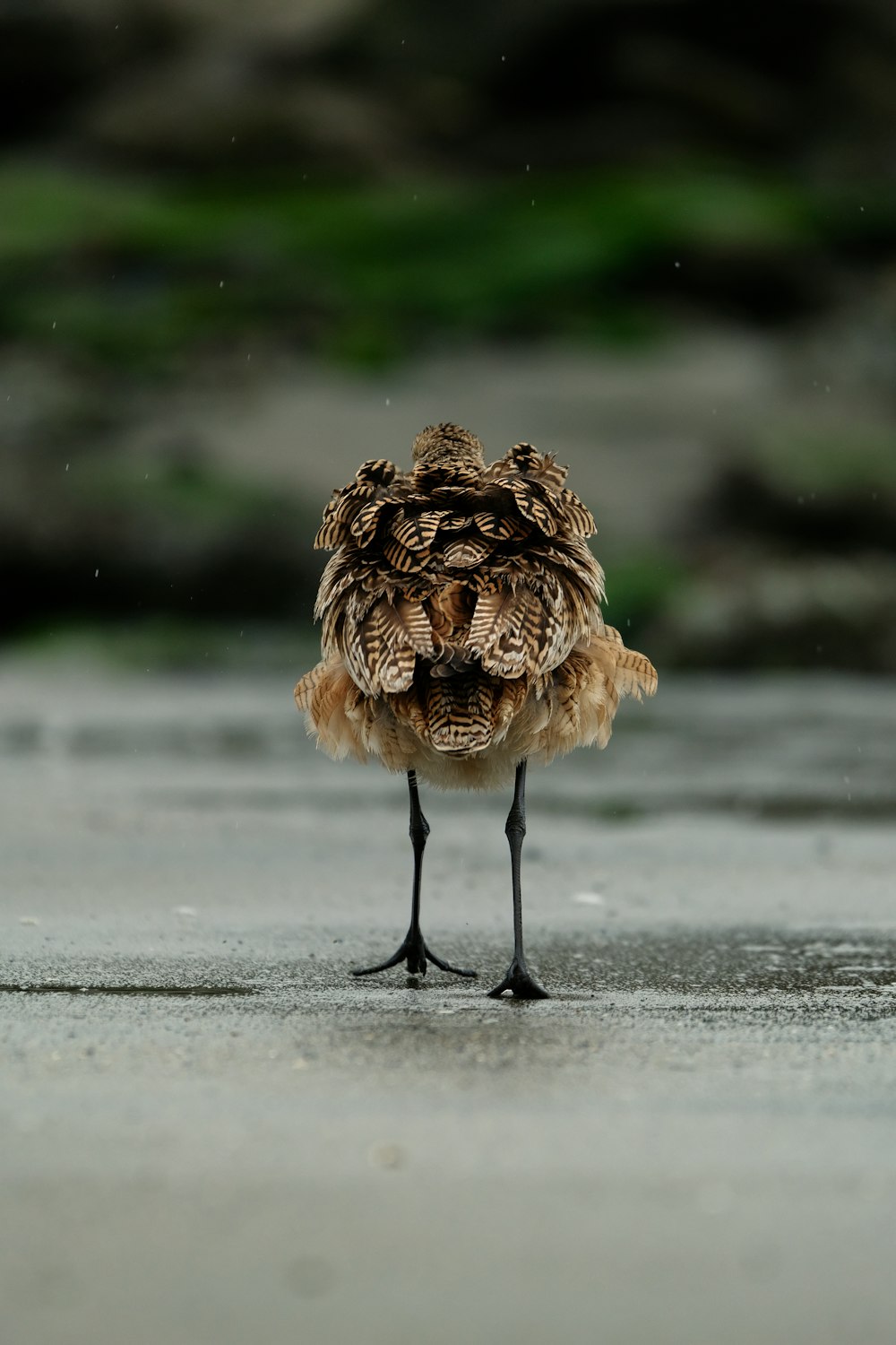 a small bird standing on top of a wet ground