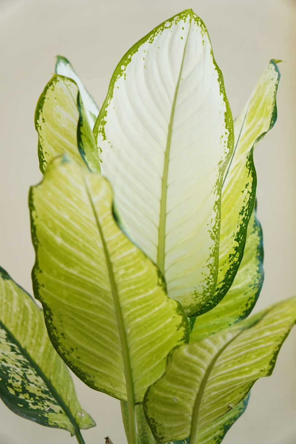 a close up of a plant with green leaves