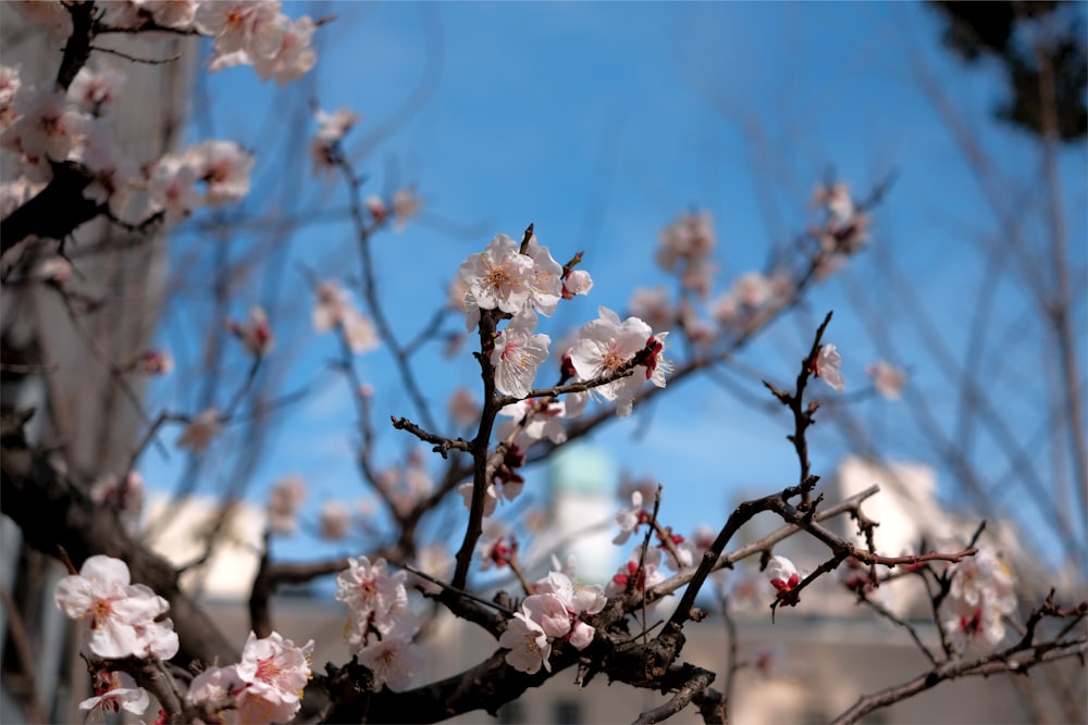 a tree with white flowers in front of a building