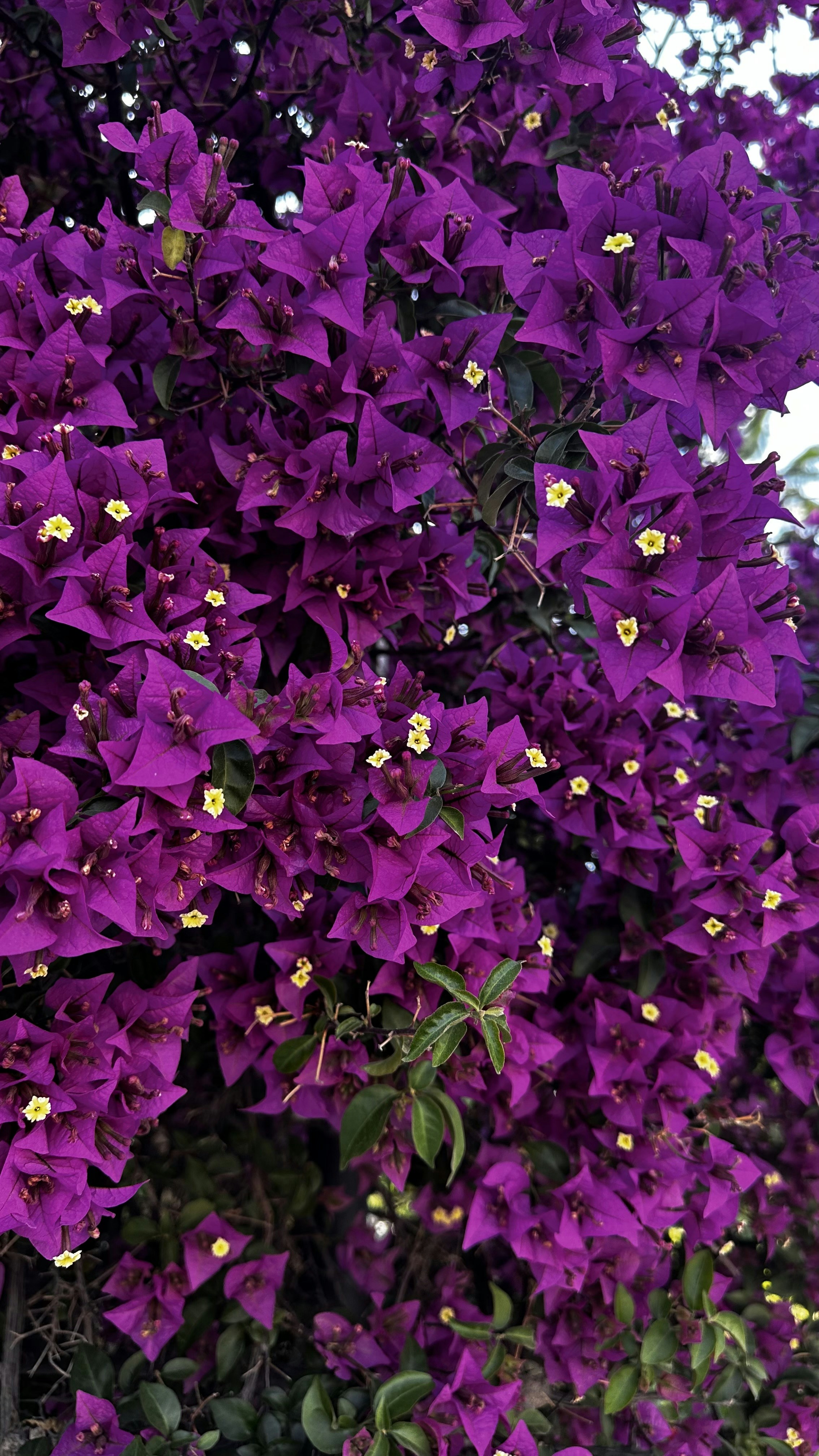 Photo by osamamigdady