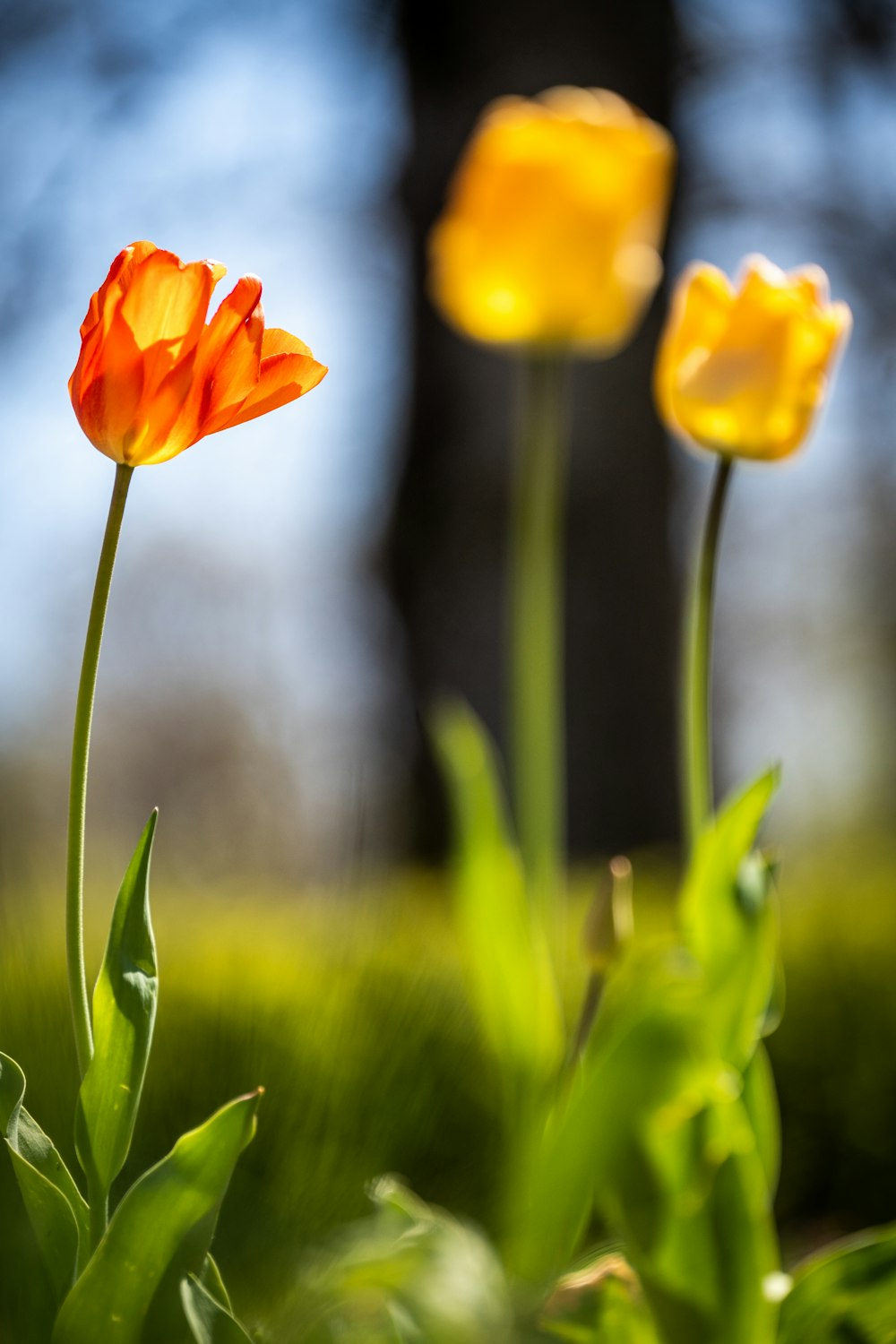 a couple of flowers that are in the grass