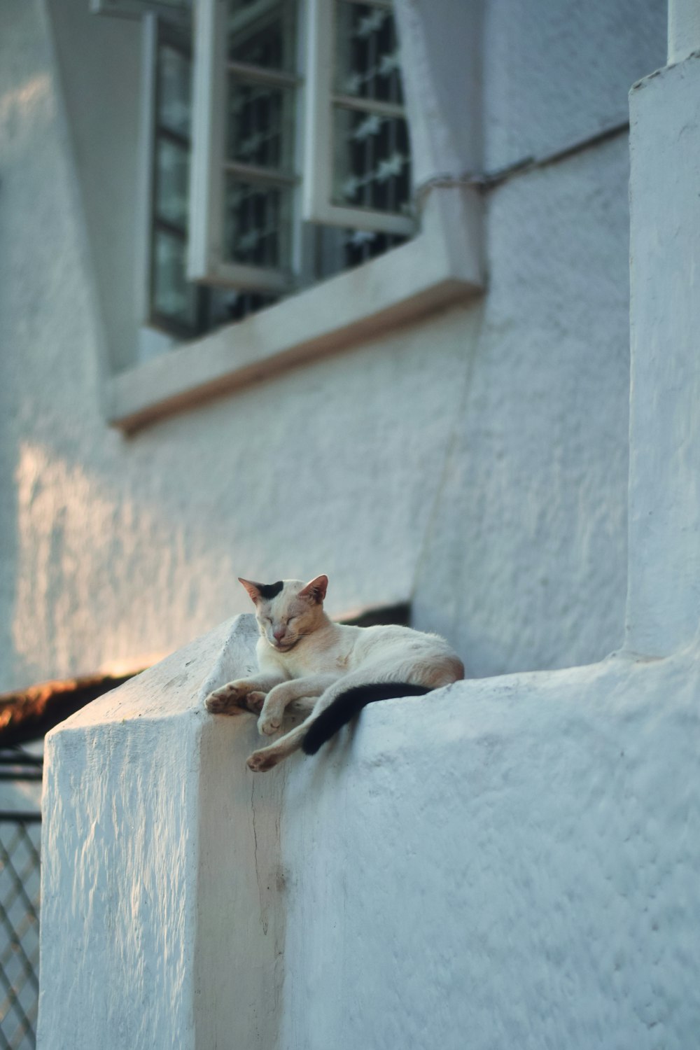 a white cat laying on a white wall