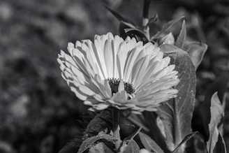 a black and white photo of a flower