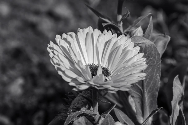 a black and white photo of a flower