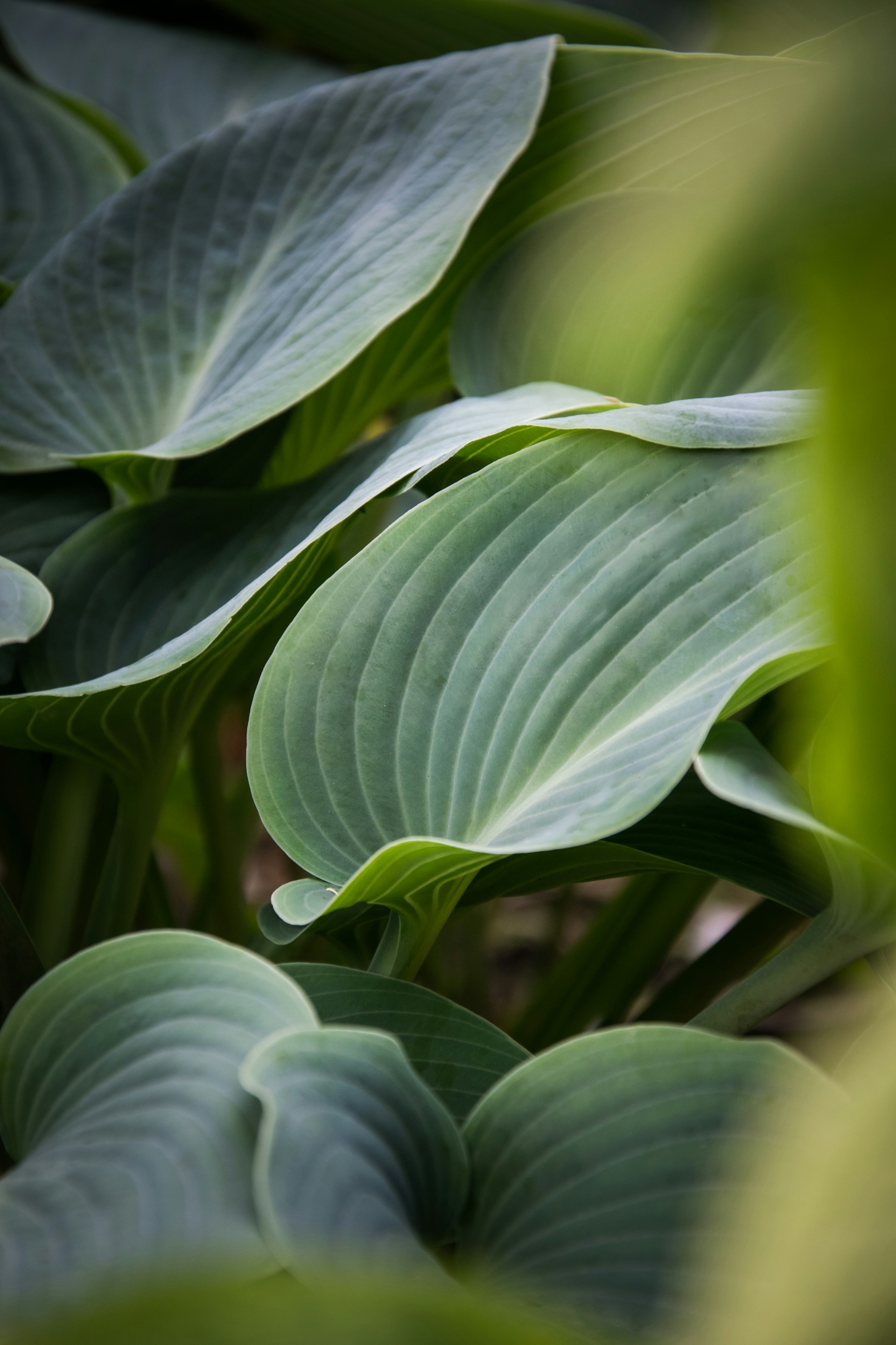 a close up of a green plant with leaves