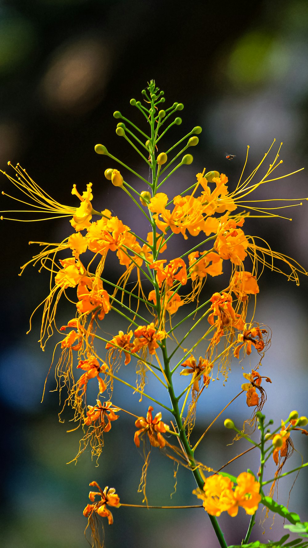 a close up of a plant with yellow flowers