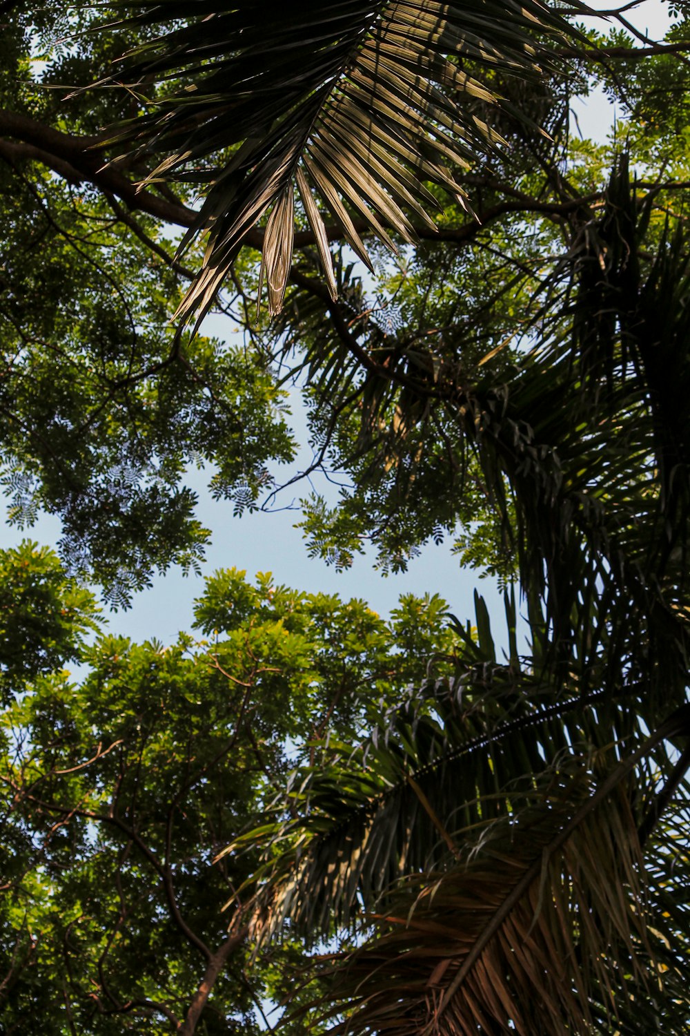 a bird flying through the trees in a forest