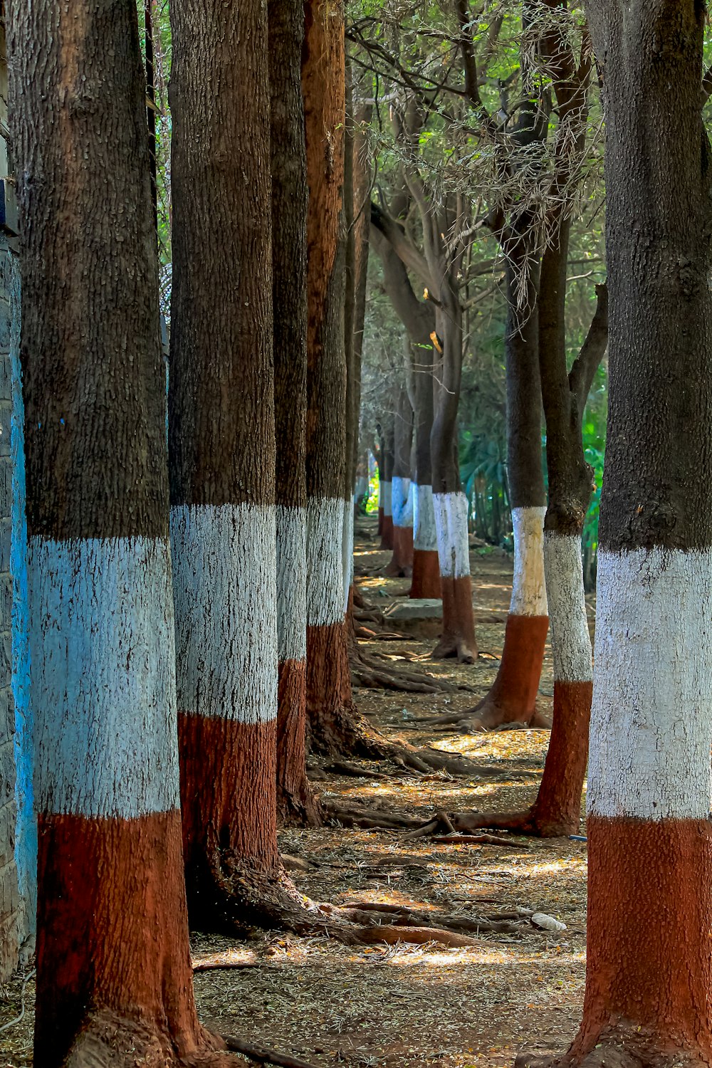 a row of trees that have been painted red, white, and blue