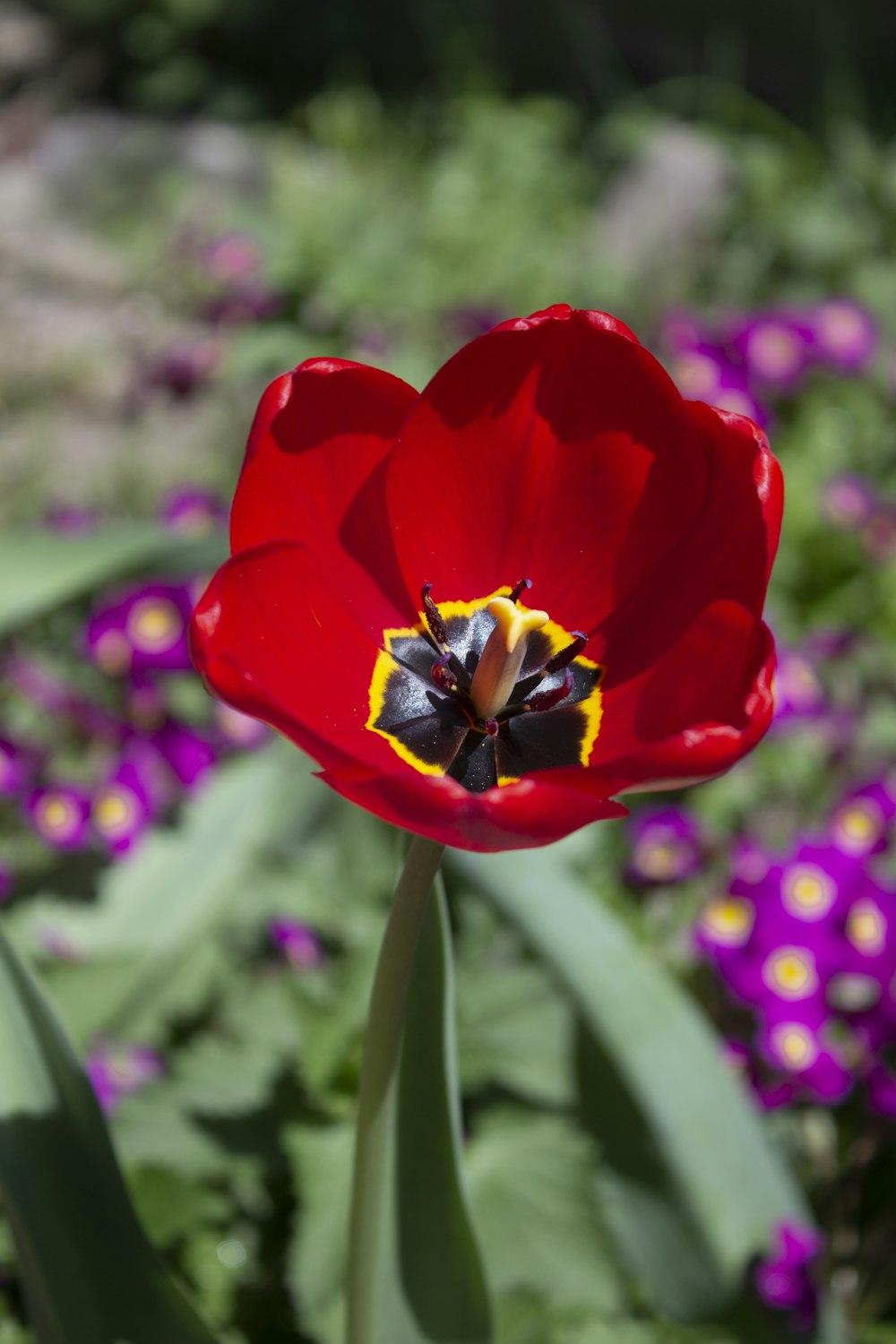a red tulip with a bee inside of it