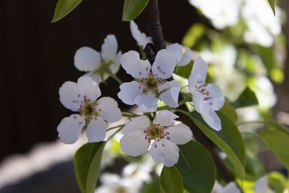 a close up of some white flowers on a tree