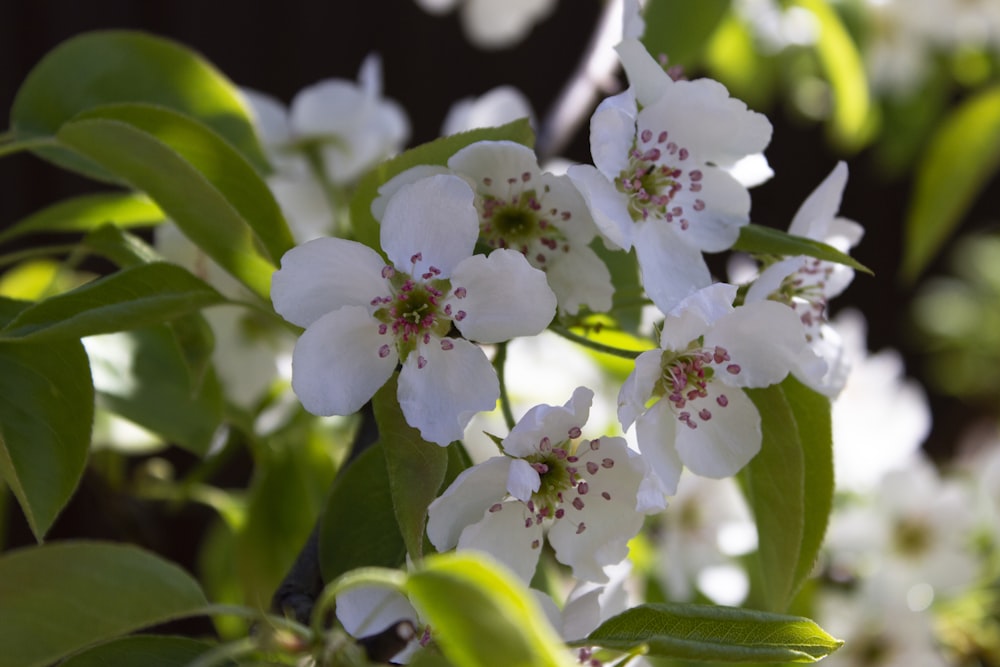 a close up of some white flowers on a tree