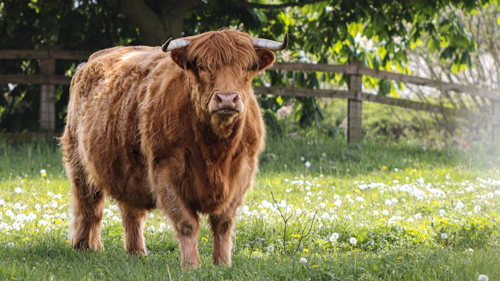 a brown cow standing on top of a lush green field