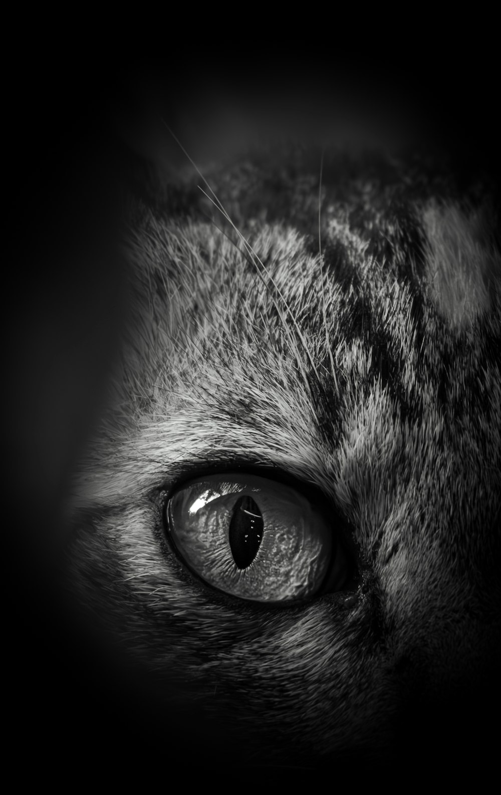 a black and white photo of a cat's eye