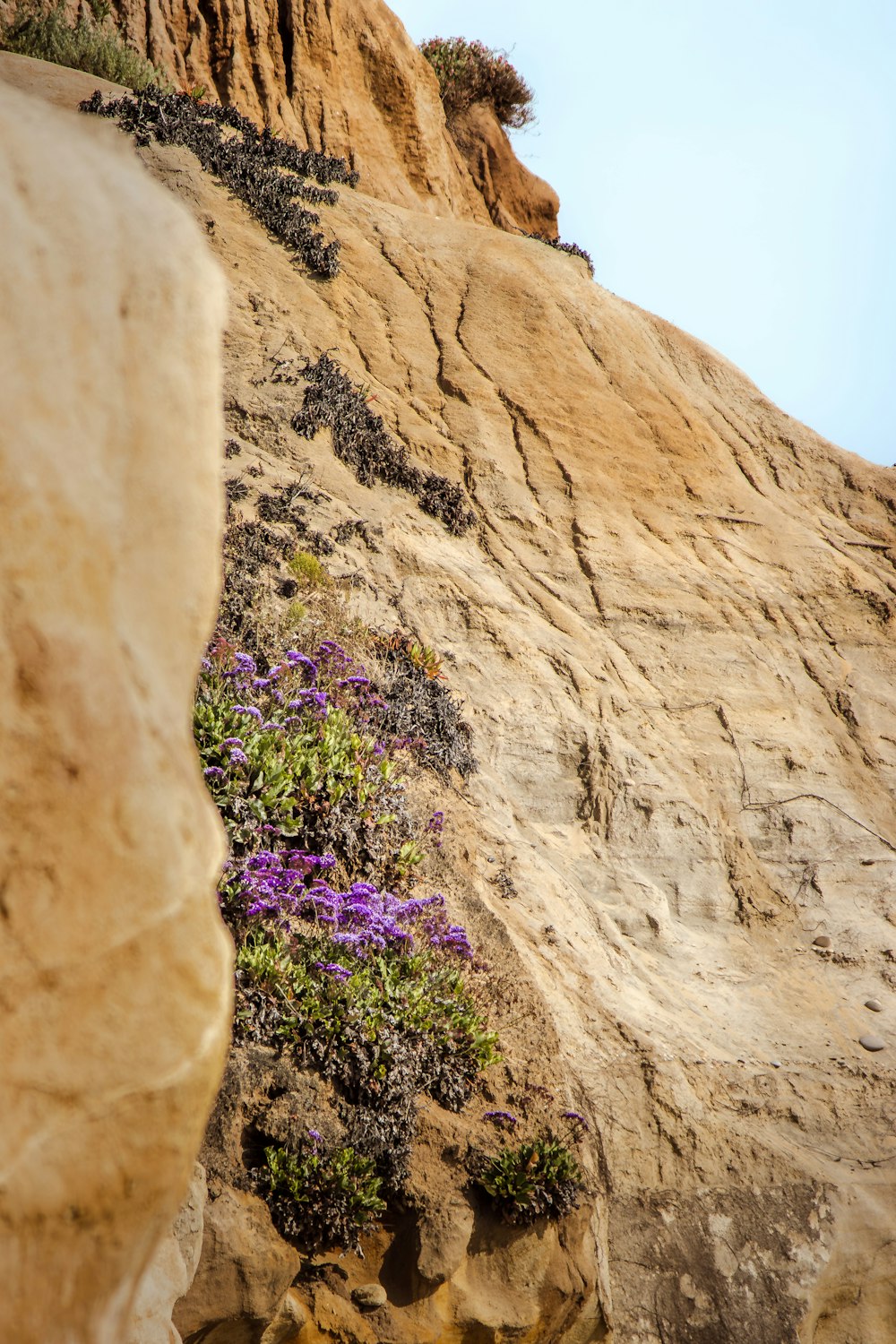 purple flowers growing on the side of a cliff
