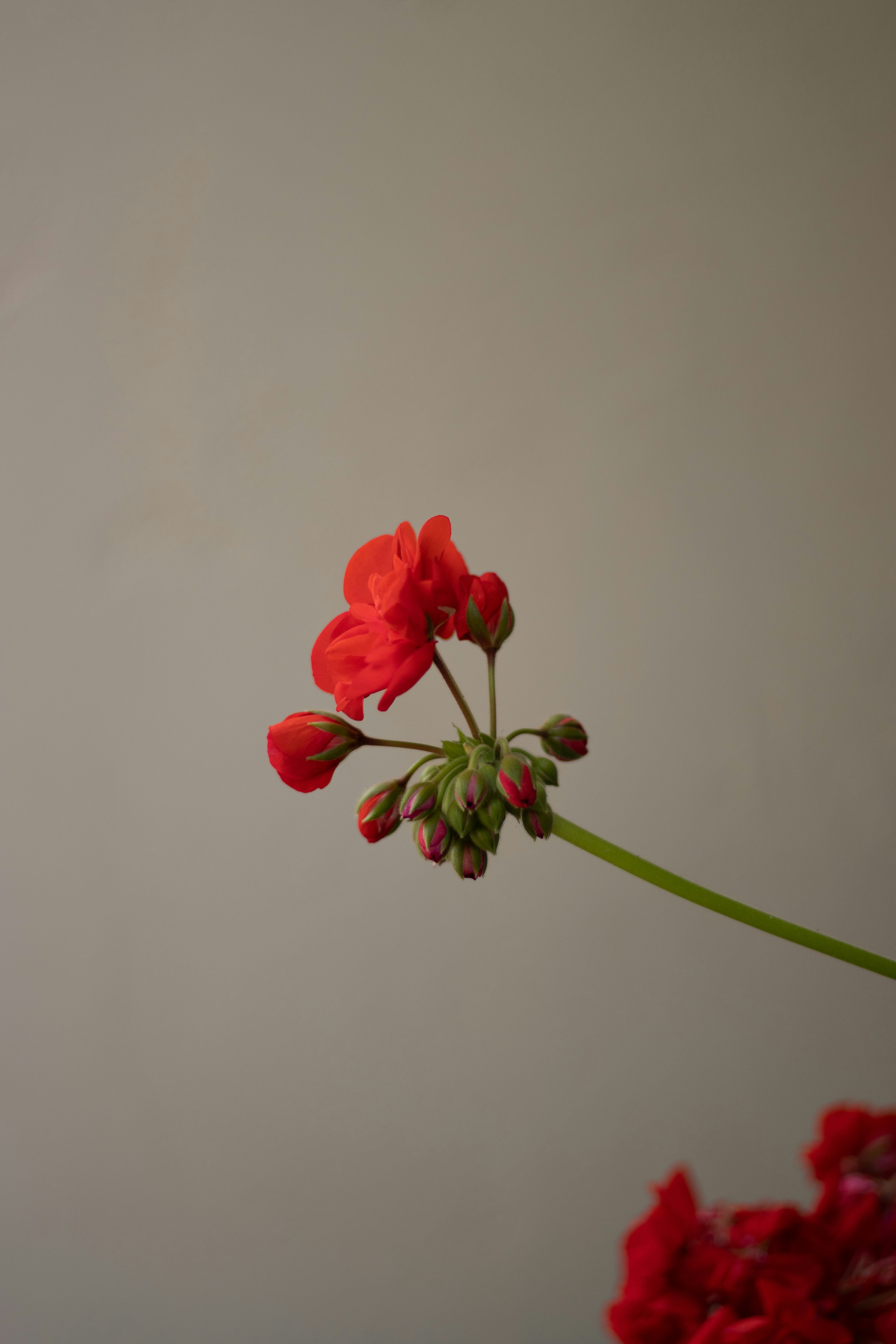 a red flower in a vase with a white wall in the background