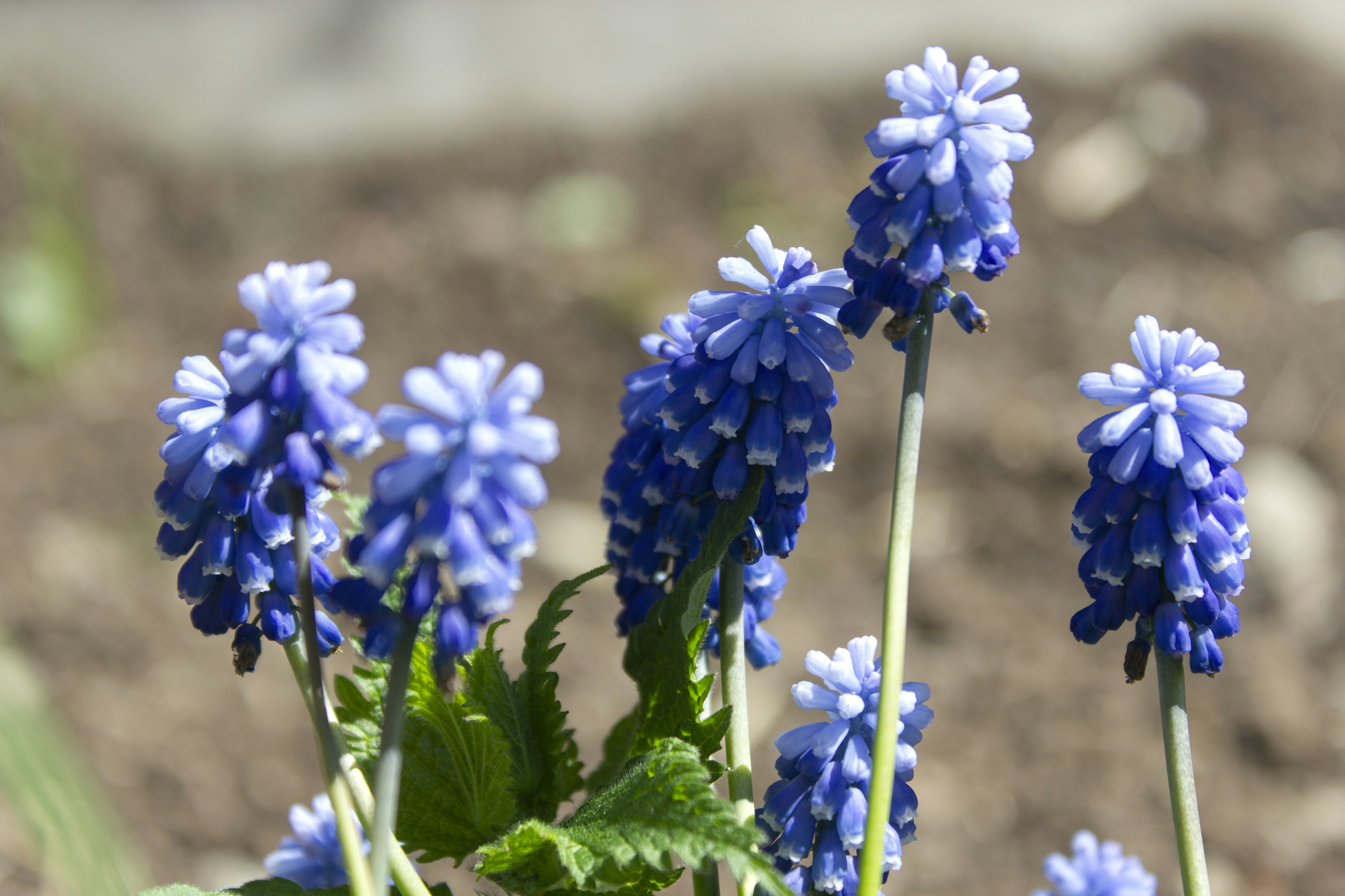 Un grupo de flores azules con hojas verdes