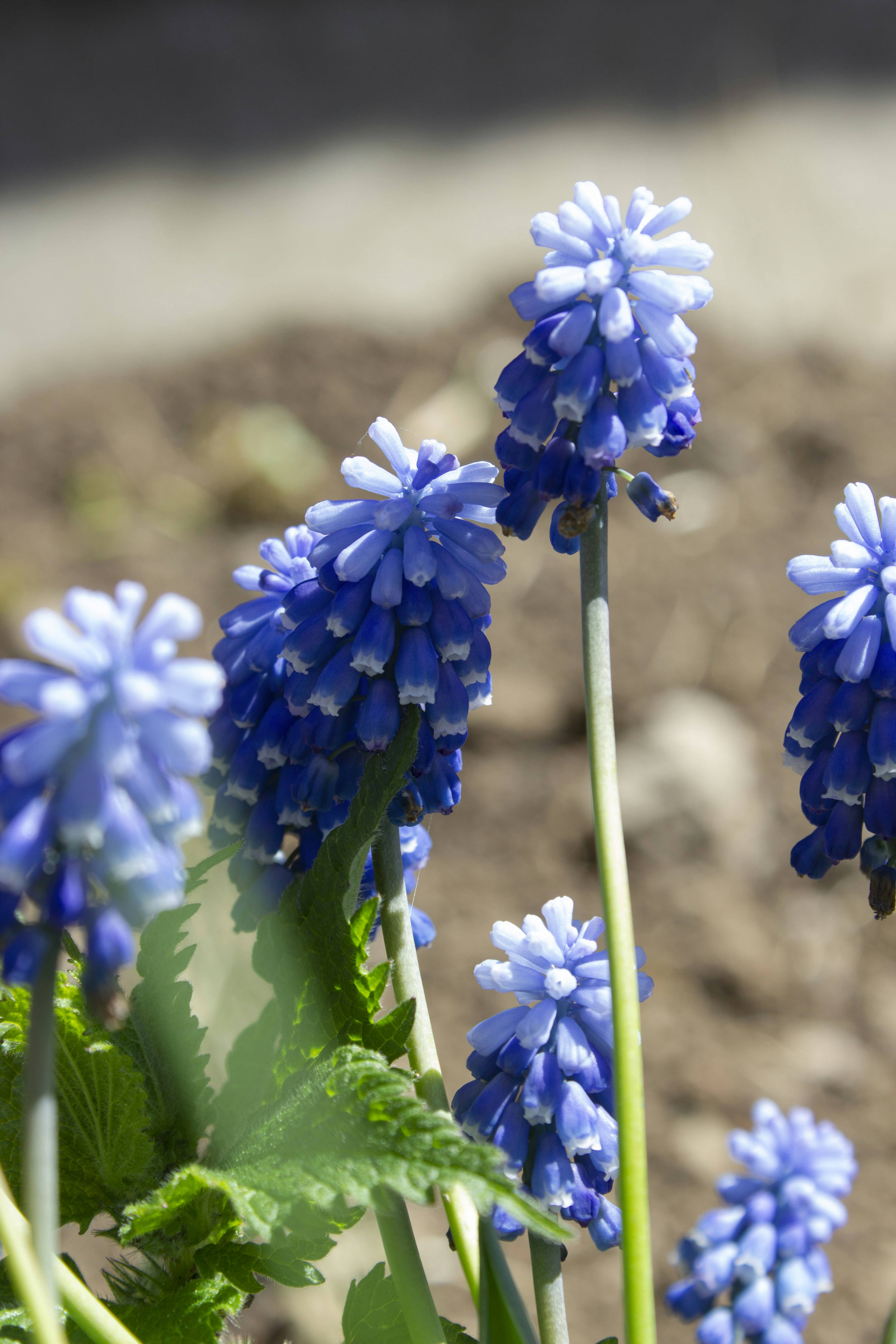 Un grupo de flores azules en un jardín
