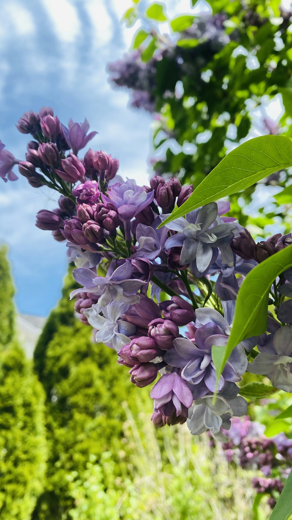 a bunch of purple flowers growing on a tree