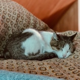 A calm cat resting peacefully on a soft white blanket with gentle green accents in the background.