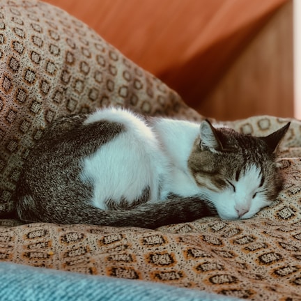 A calm cat resting peacefully on a soft white blanket with gentle green accents in the background.