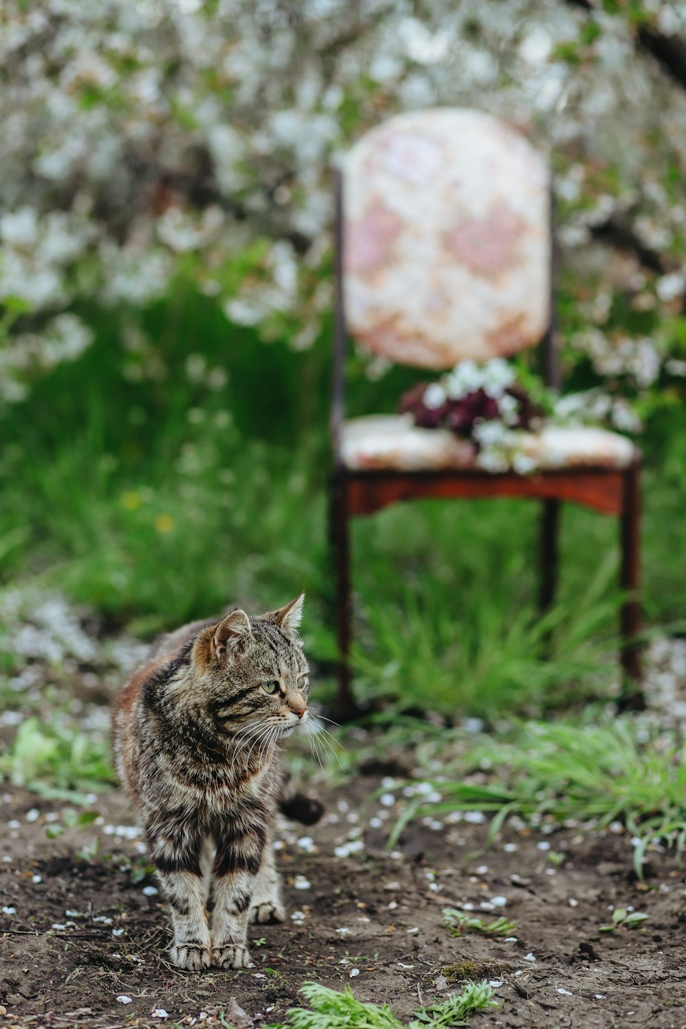 a cat sitting on the ground in front of a chair