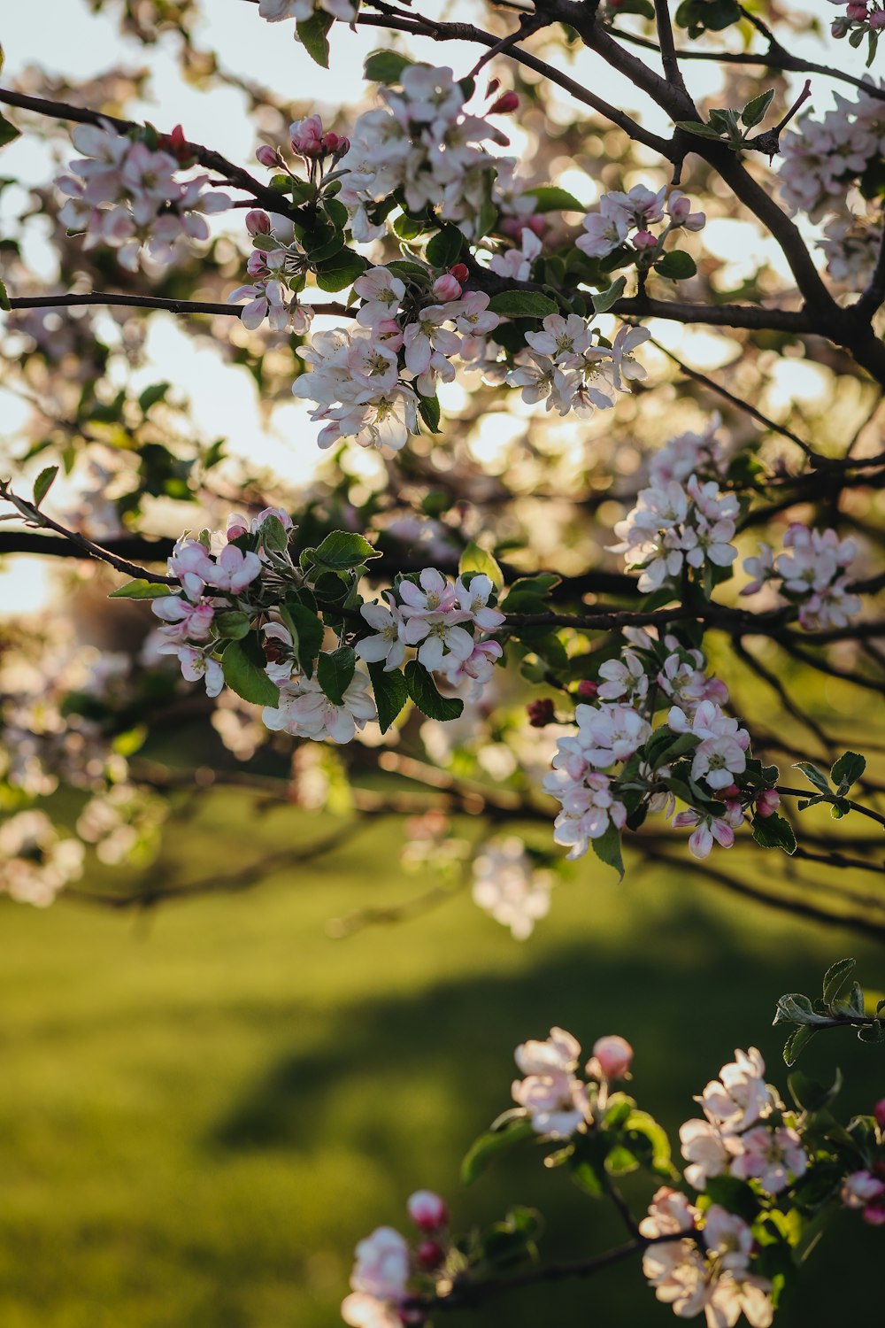 a close up of a tree with white flowers