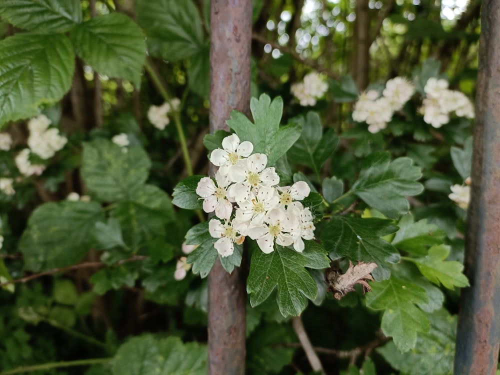um aglomerado de flores brancas em um galho de árvore