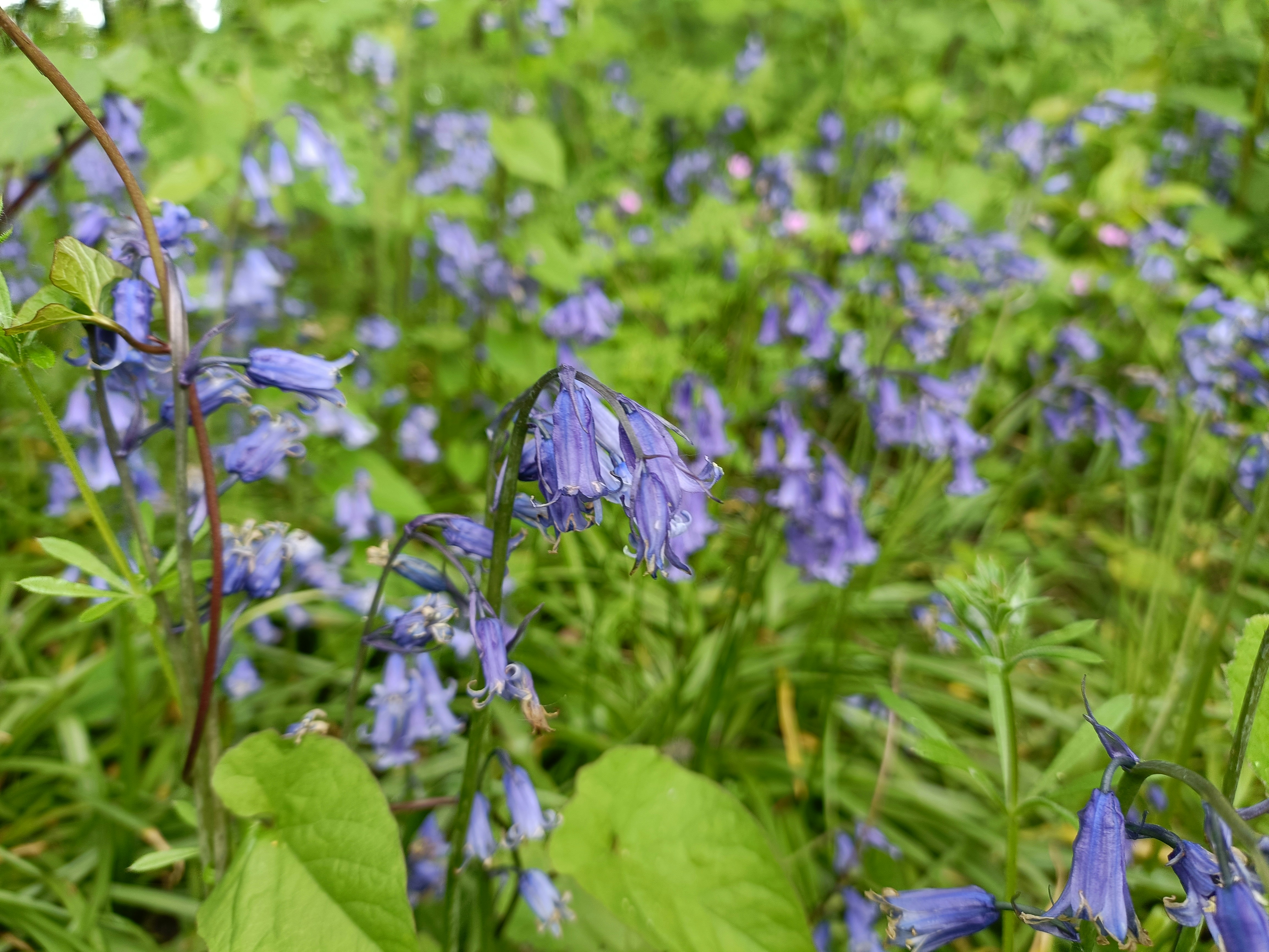 Photo by bloominghyacinth