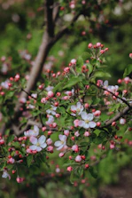 a bush with pink and white flowers and green leaves