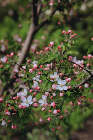 a bush with pink and white flowers and green leaves
