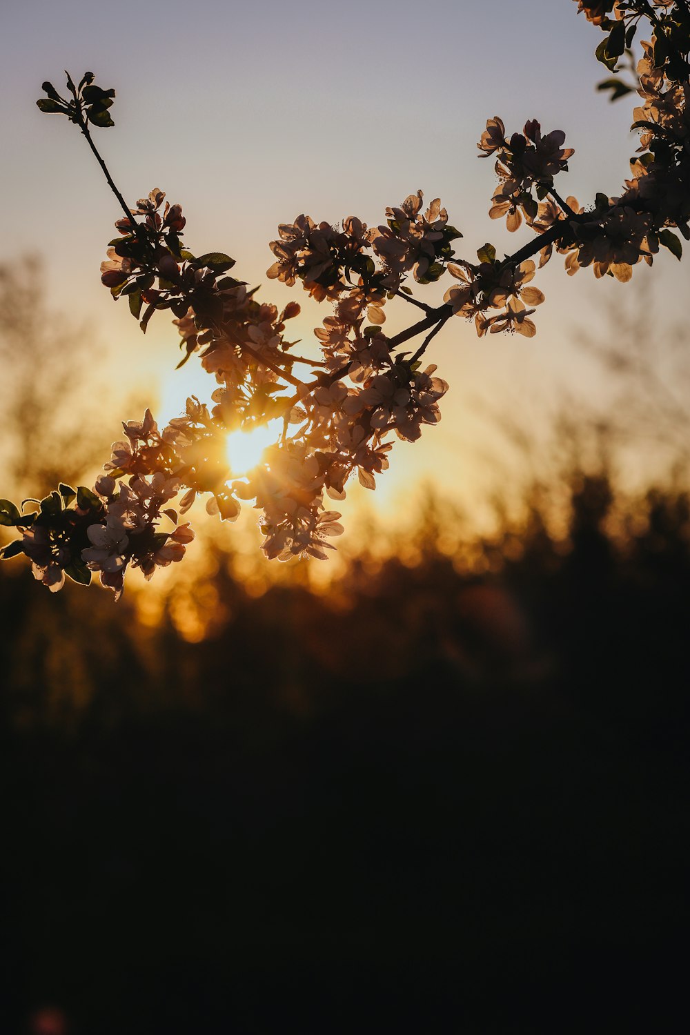 the sun is setting behind a flowering tree