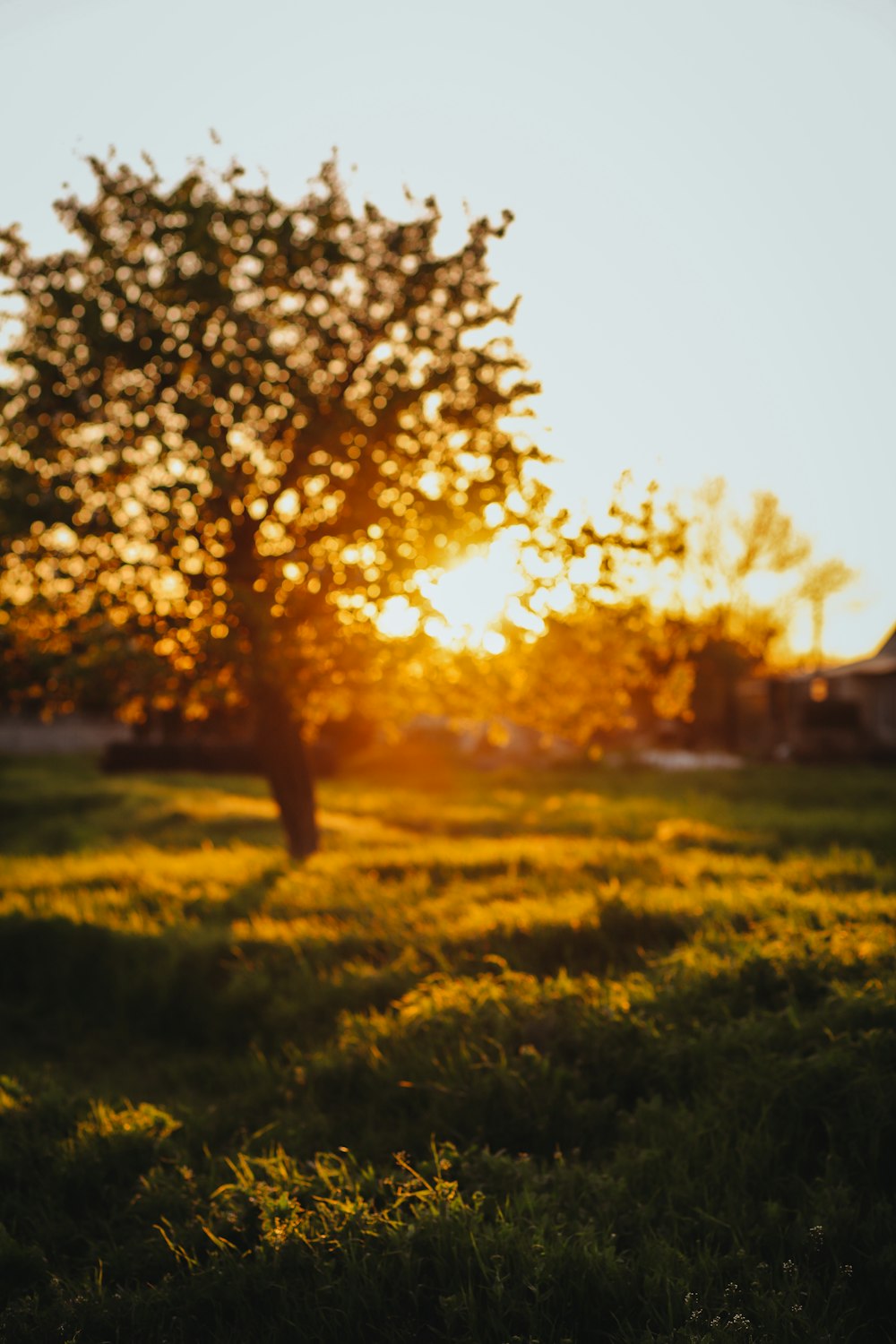 a tree in a field with the sun setting in the background