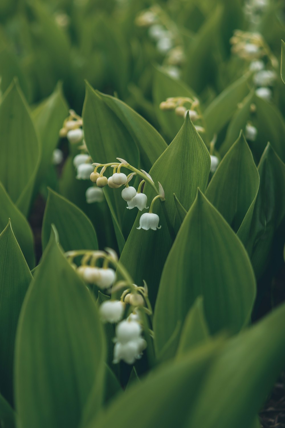 a bunch of flowers that are in the grass