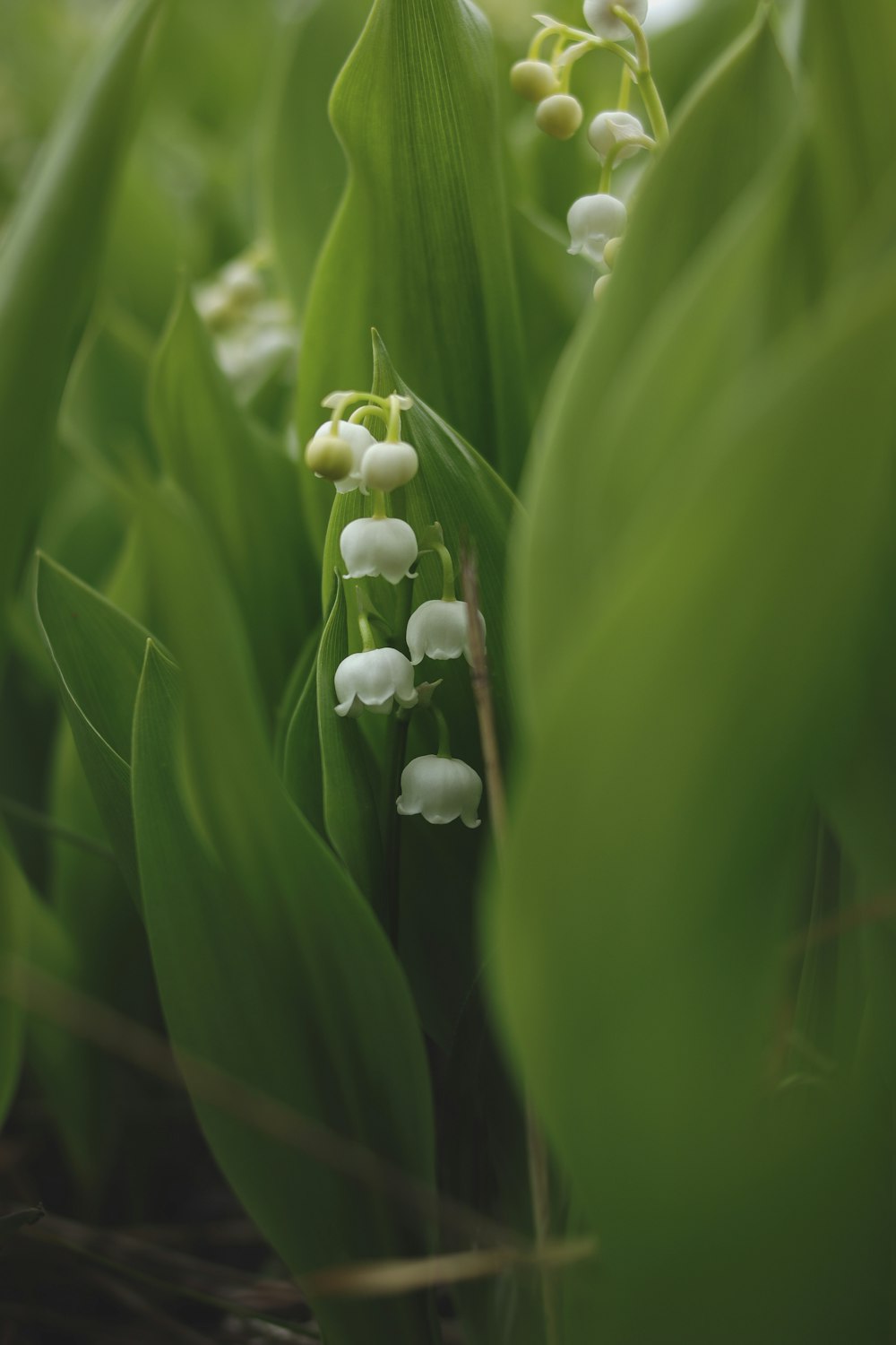 a bunch of flowers that are in the grass