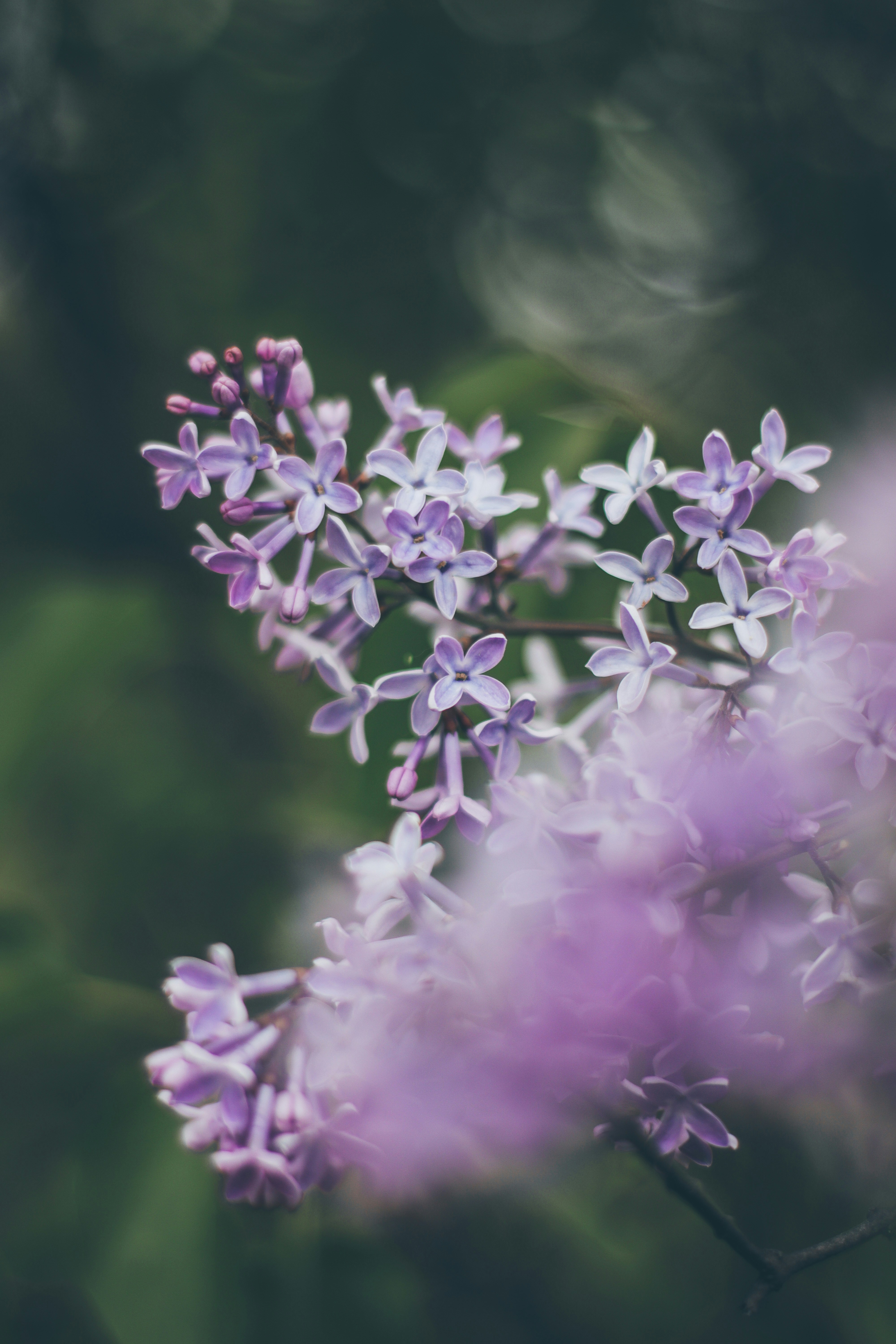 Des fleurs violettes s'épanouissent dans la lumière du soir. photo – Image  gratuite de Wallpapers sur Unsplash, image size:1080x1620