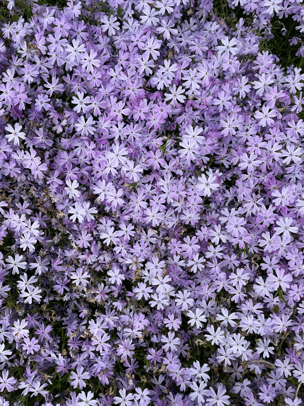 a bunch of purple flowers in a field