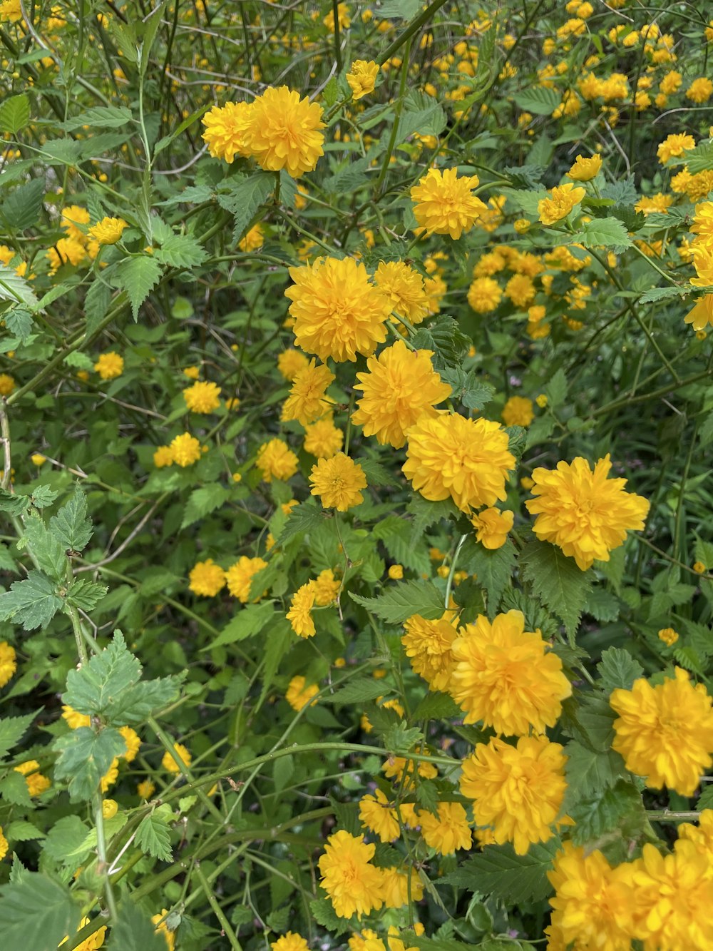 un mazzo di fiori gialli in un campo