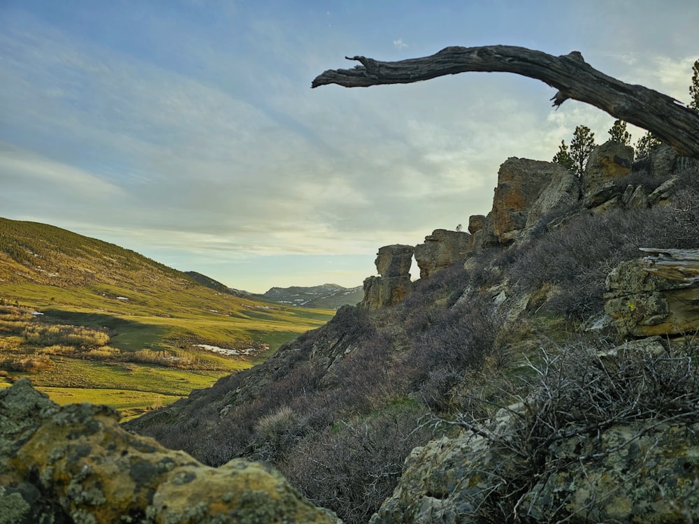 a tree branch sticking out of the side of a cliff