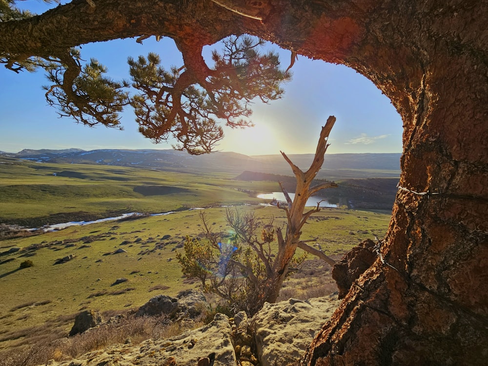 the sun shines through the branches of a tree