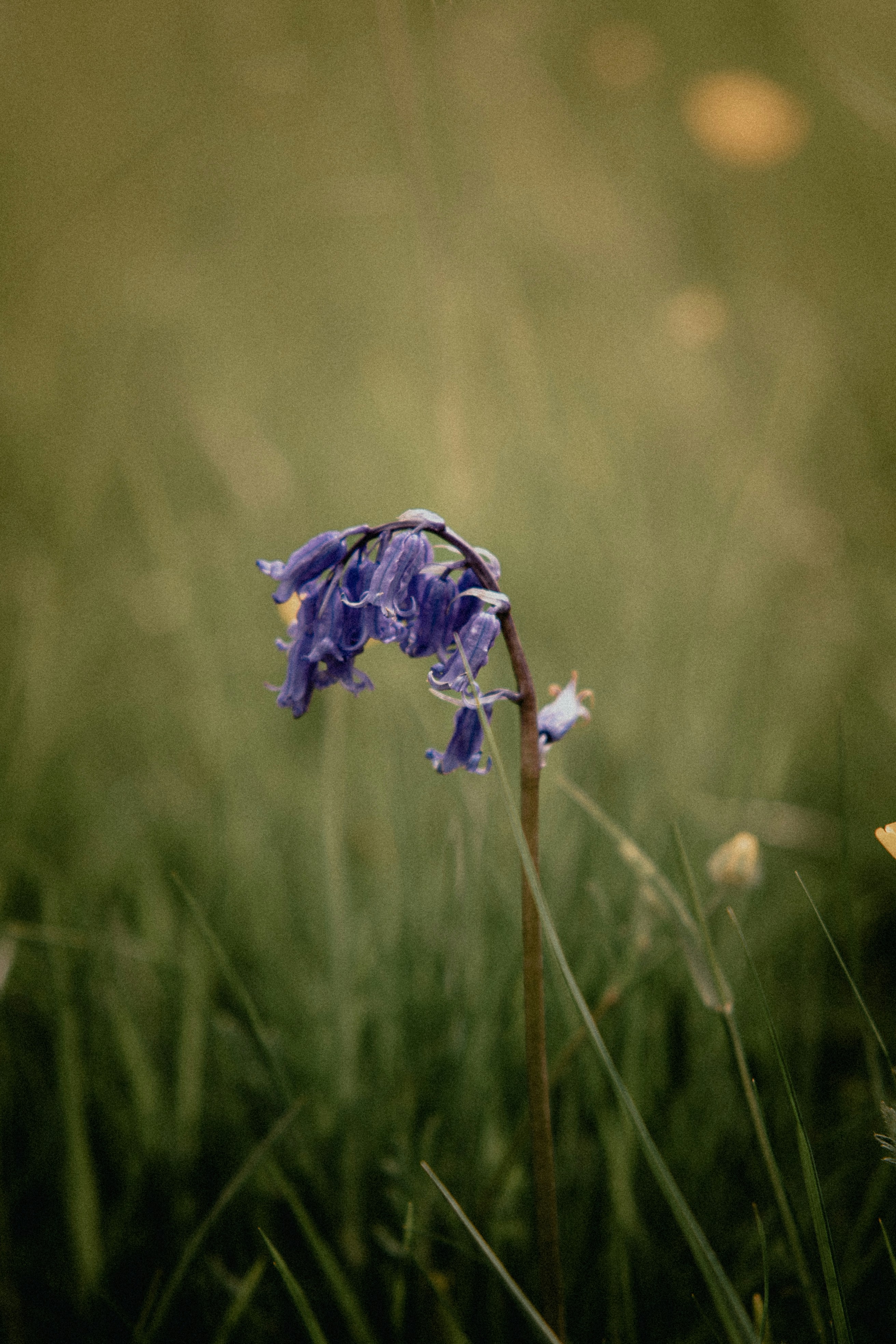 a purple flower is in the middle of a grassy field